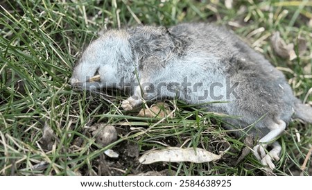 Similar – Image, Stock Photo A dead rat lies on the paved sidewalk amid autumn leaves