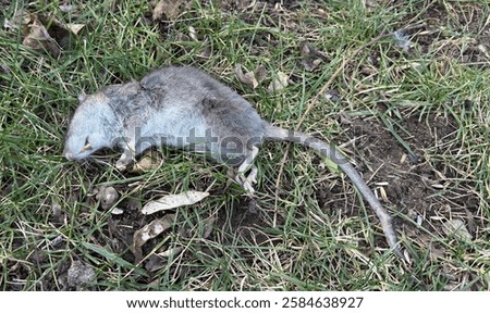 Image, Stock Photo A dead rat lies on the paved sidewalk amid autumn leaves