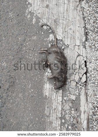 Similar – Image, Stock Photo A dead rat lies on the paved sidewalk amid autumn leaves