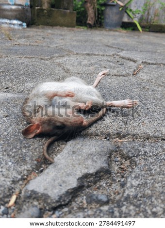 Dead rat lying on rough concrete surface representing rodent infestation, hantavirus transmission risk, urban sanitation problems, environmental contamination, pest control issues, public health danger, zoonotic disease awareness, and hygiene prevention concept in outdoor surroundings.