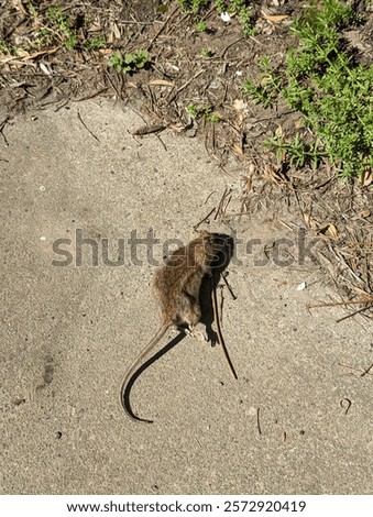 Similar – Image, Stock Photo A dead rat lies on the paved sidewalk amid autumn leaves