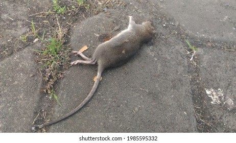 A dead rat lying on the street becomes food for the red ants