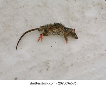 Dead Rat Lying In The Snow On A Winter Day