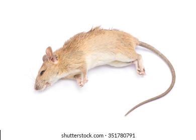 Dead rat and mouse Isolated on White Background