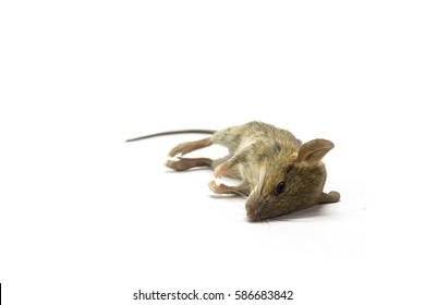 Dead rat and mouse Isolated on White Background
