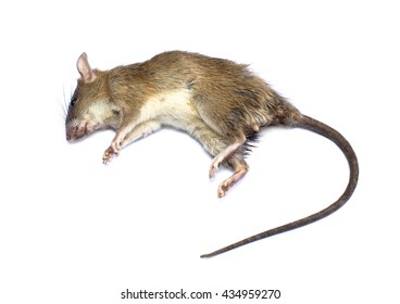 Dead rat (Mouse), on white background