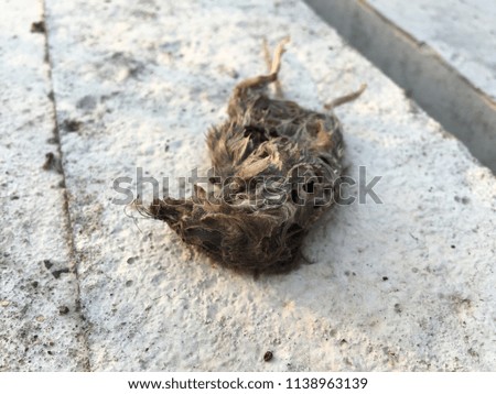 Dead rat on the cement