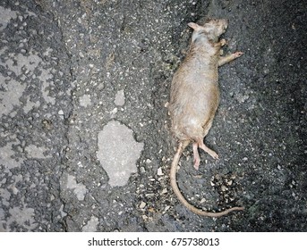 Dead rat dead on the sidewalk, With place your text.