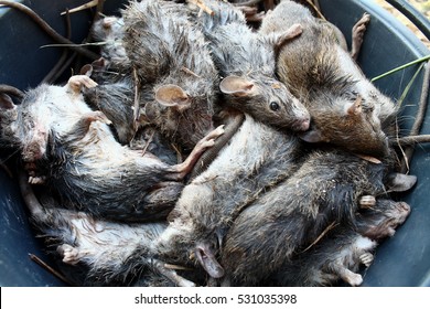 Dead rats.