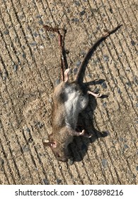 Dead Rats Lying On Concrete Floor Stock Photo 1078898216 | Shutterstock