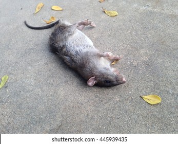 Dead rats on the floor.