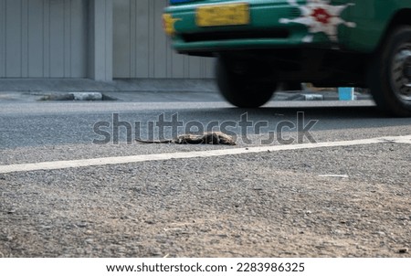 Dead rats on the street