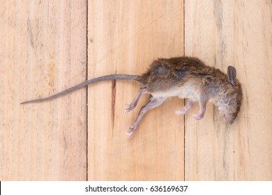 Dead rats dead on a wooden background