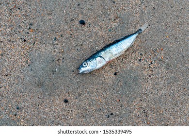 Dead Raw Mackerel Fish Laying On Stock Photo 1535339495 | Shutterstock