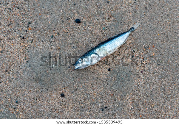 Dead Raw Mackerel Fish Laying On Stock Photo 1535339495 | Shutterstock