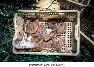 Dead Rays On Deck Of A Fishing Trawler