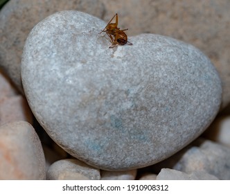 A Dead Red Ant On A Heart Shaped Rock.