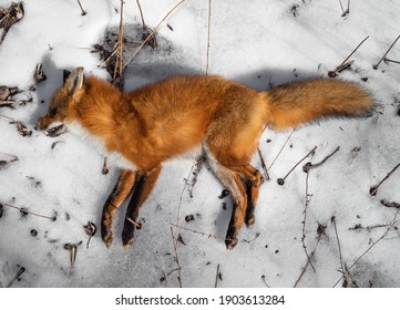 A Dead Red Fox In The Snow