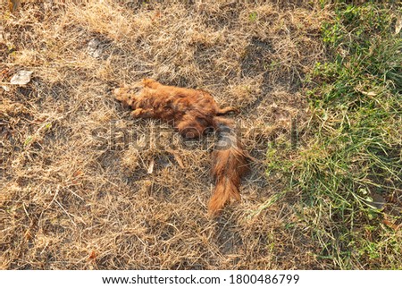 Dead red squirrel on dry grass