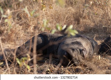 Dead Rhino With Its Horn Removed