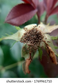 Dead Rose Bush Blossom Close-up