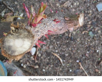 Dead Rose Bush Chopped Off With Growing Thorns Still Growing