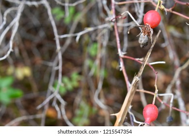 Dead Rose Bush In A Forest With Blurred Nature Background