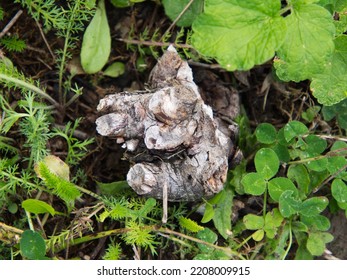 Dead Rose Bush In A Lawn