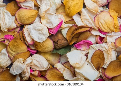 Dead Rose Flower Petals