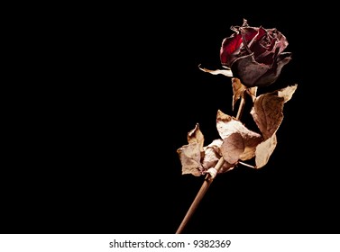 dead rose on black background