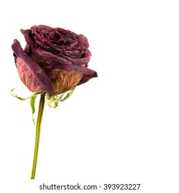Dead rose on white background. Dried red rose on white background. Seamless close-up texture of old plant nature object in studio. Romantic depression lost love 
