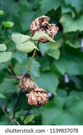 Dead Roses Looking Alive