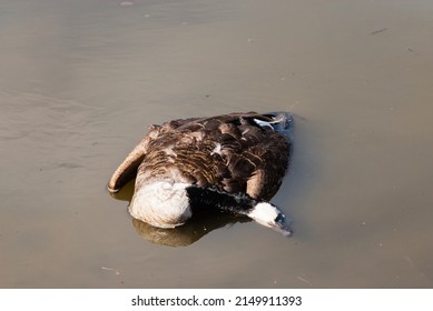 Dead Rotting Adult Canada Goose Corpse Floating In Dirty Muddy Brown Water, With Submerged Head On Side.