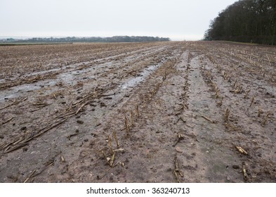 Dead Rotting Corn Plants On And Icy Cold Field. Harsh Winter Kills Crops