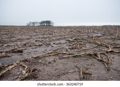 Dead Rotting Corn Plants On And Icy Cold Field. Harsh Winter Kills Crops