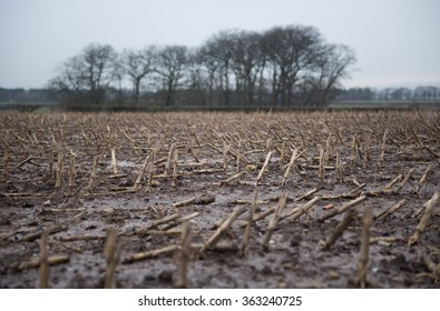 Dead Rotting Corn Plants On And Icy Cold Field. Harsh Winter Kills Crops