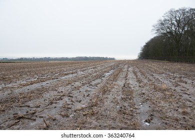 Dead Rotting Corn Plants On And Icy Cold Field. Harsh Winter Kills Crops