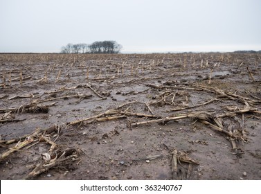 Dead Rotting Corn Plants On And Icy Cold Field. Harsh Winter Kills Crops