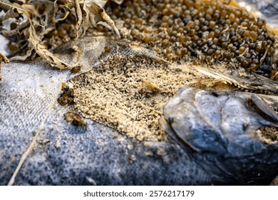 Dead salmon in a stream with visible maggots.