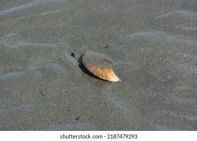 Dead Sand Dollar Half Buried Wet Stock Photo 2187479293 