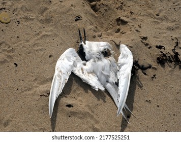dead sandwich tern washed up on beach, infected by avian influenza (also known as bird flu)