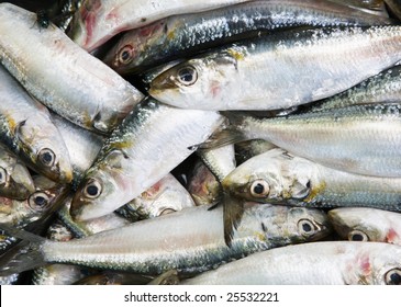 a dead school of fish