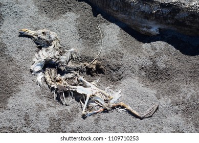 Dead Sea Bird On The Beach In Fife, Washington.