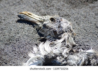 Dead Sea Bird On The Beach In Fife, Washington.