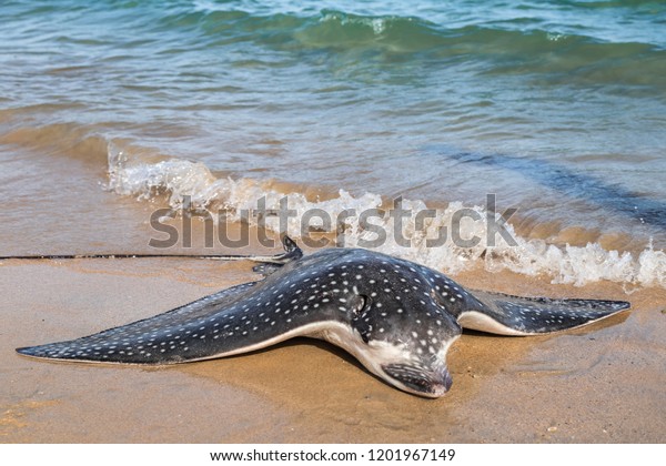 Dead Sea Eagle Fish Thrown Out Stock Photo Edit Now