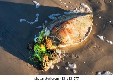 Dead Sea Turtle And Fishing Line. Garbage. Texas Coast, Gulf Of Mexico, USA