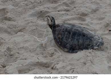 1,591 Dead sea turtle Images, Stock Photos & Vectors | Shutterstock