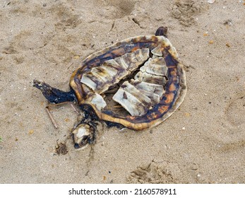 286 Decaying turtle Images, Stock Photos & Vectors | Shutterstock