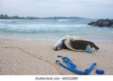 Dead Sea Turtle On The Sand Beach Among Ocean Plastic Waste