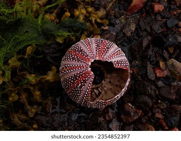 Dead sea urchin near Shiel Bridge, Scotland - Powered by Shutterstock